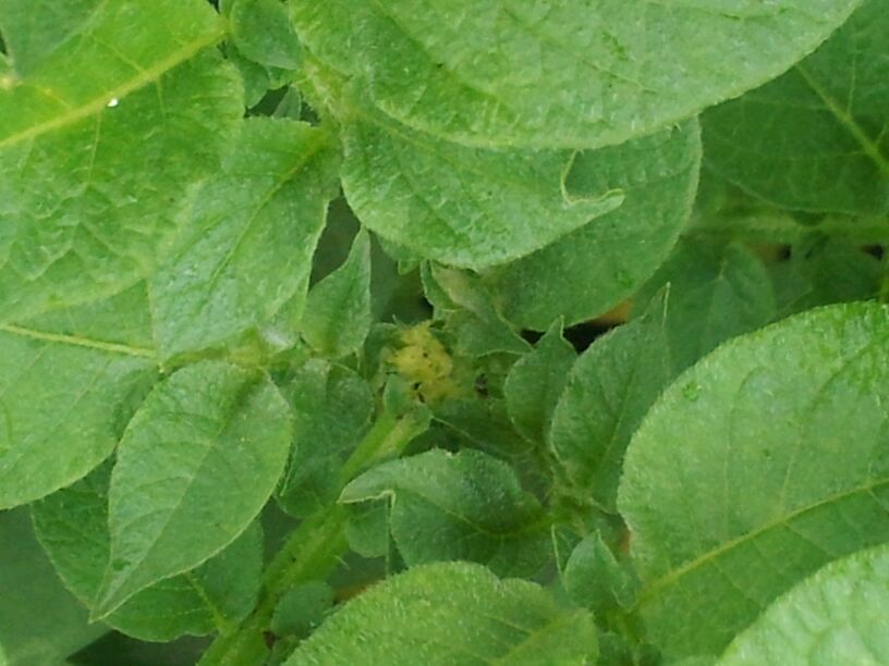 Potato growing roots along the stem